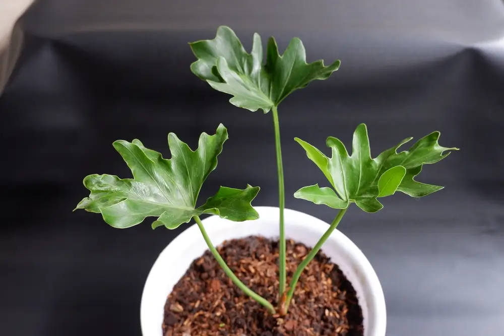 Philodendron Hope Care Guide